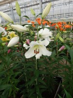 [5188 Forever VWS No01.JPG]